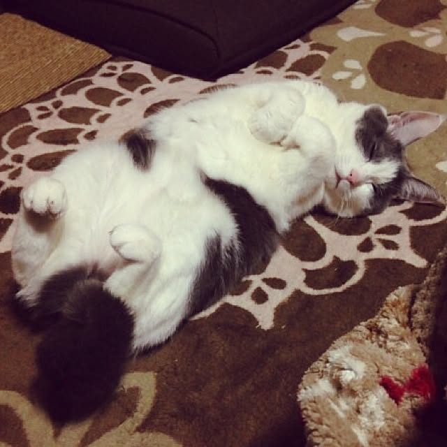 Chiiさんの実例写真