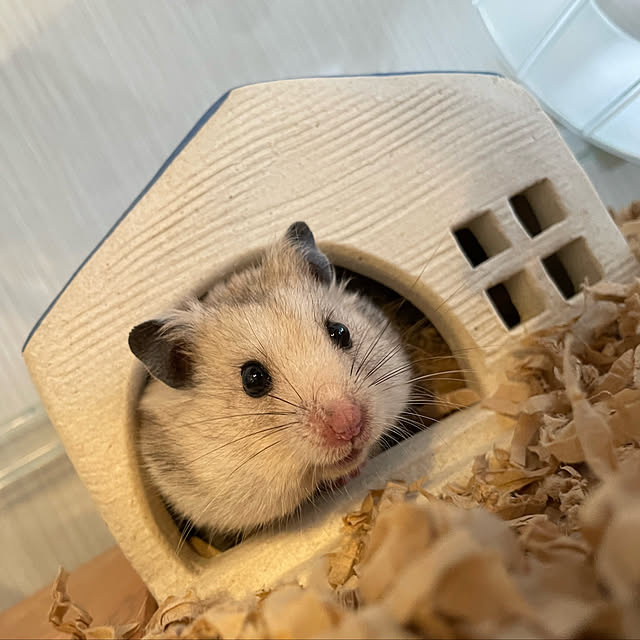Rainyさんの実例写真