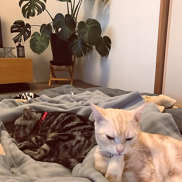 hiyupan88さんの実例写真