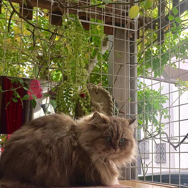 butachanさんの実例写真