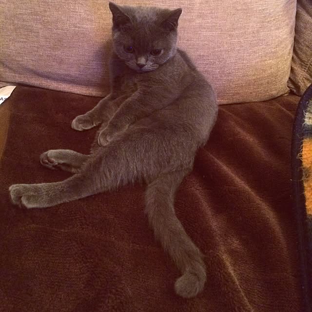 Shojiさんの実例写真