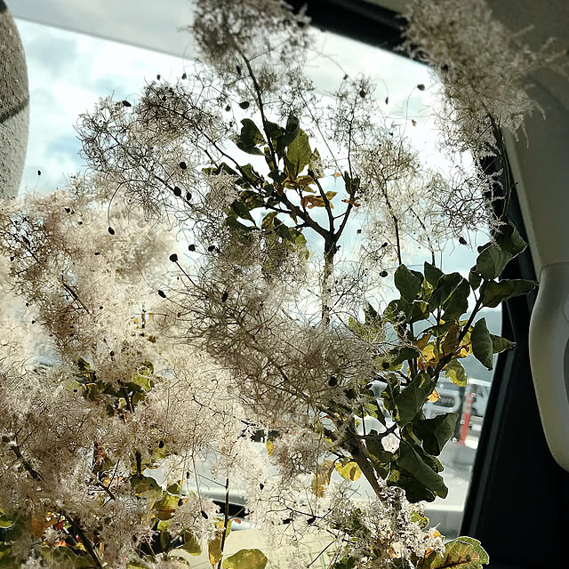 Airiさんの実例写真