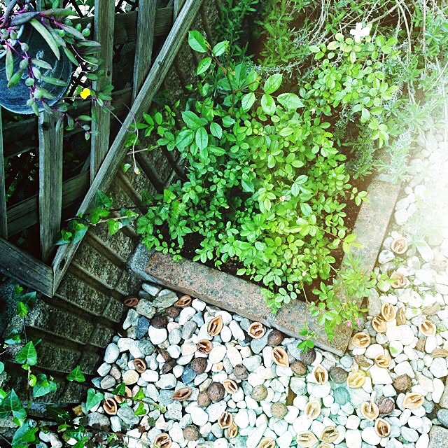 fish.さんの実例写真