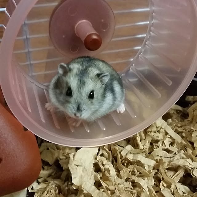 koumamaさんの実例写真