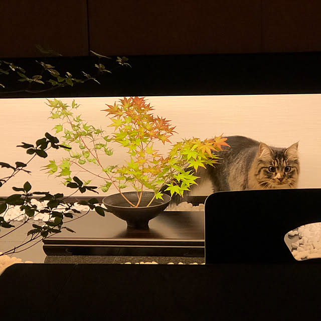 Hisashiさんの実例写真