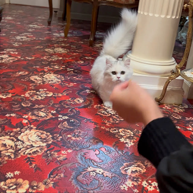 AYUKOさんの実例写真