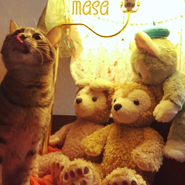 MASAさんの実例写真