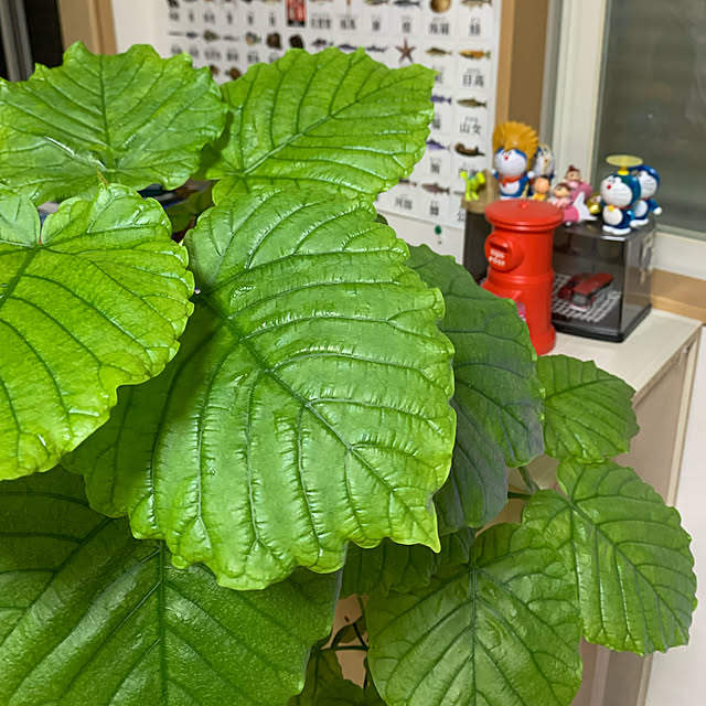 mohimikanさんの実例写真