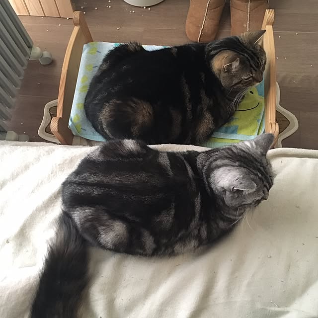 mikomaruさんの実例写真