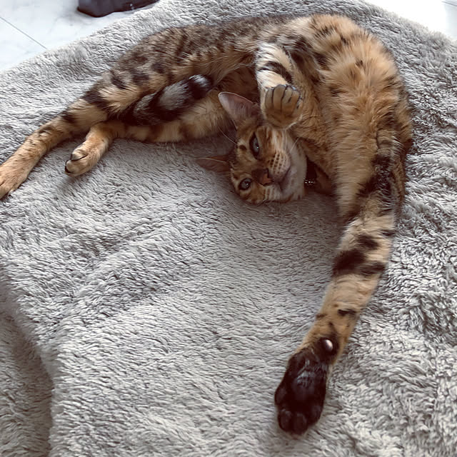 iranさんの実例写真