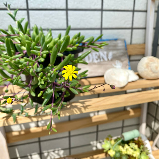 amさんの実例写真