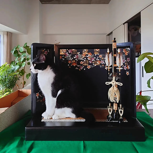 yoko_nishijimaさんの実例写真