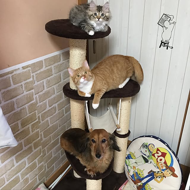 CATさんの実例写真