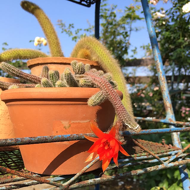 misacoさんの実例写真