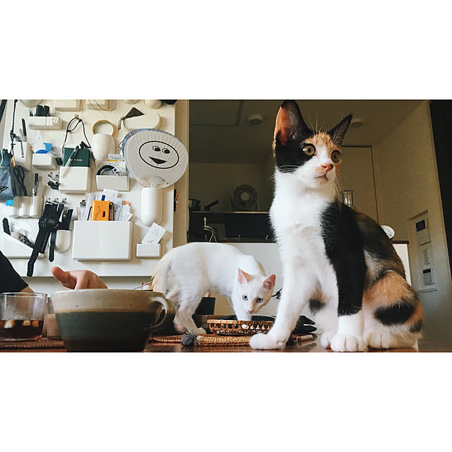 実例写真