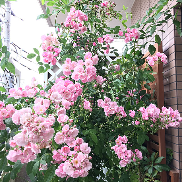 chirurunさんの実例写真