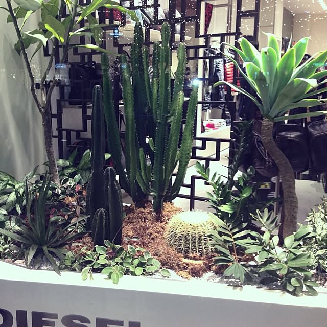 kiyomiさんの実例写真