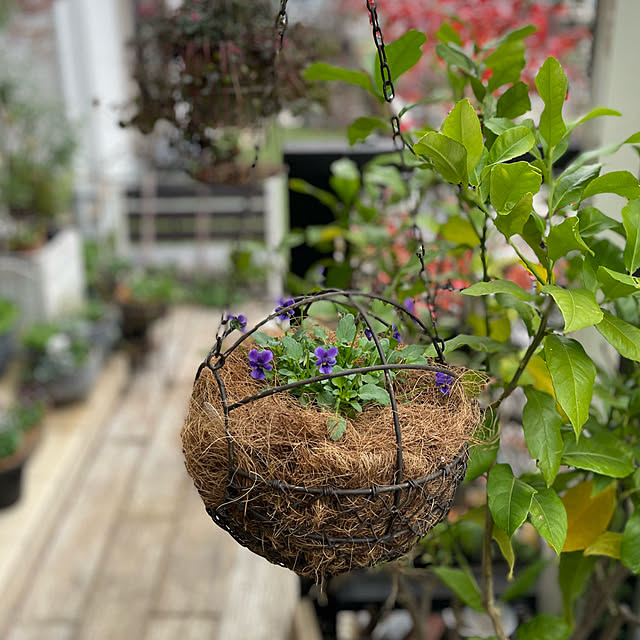 shiropenguinさんの実例写真