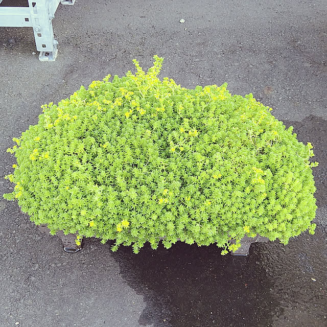 mariさんの実例写真