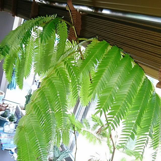 cocosorasakuさんの実例写真