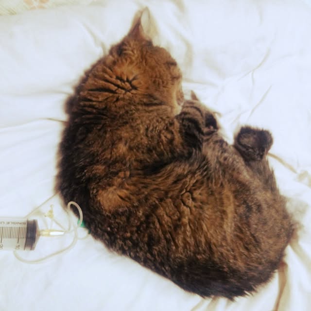 kittenblueさんの実例写真