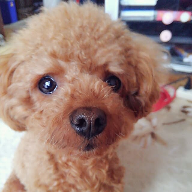 chipinoさんの実例写真