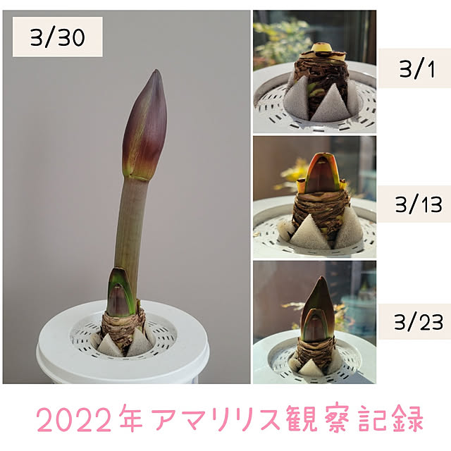 suzuさんの実例写真
