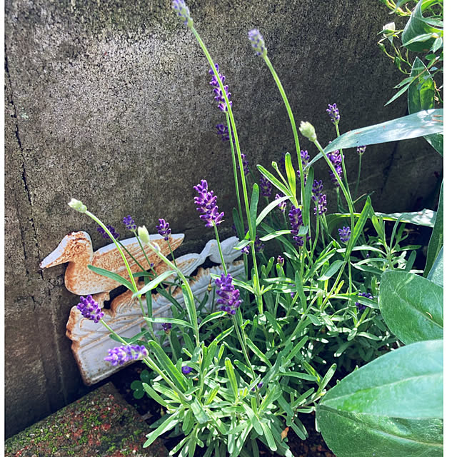 CoCo0617さんの部屋