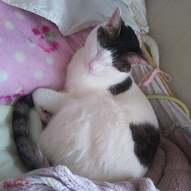 sakuraさんの実例写真