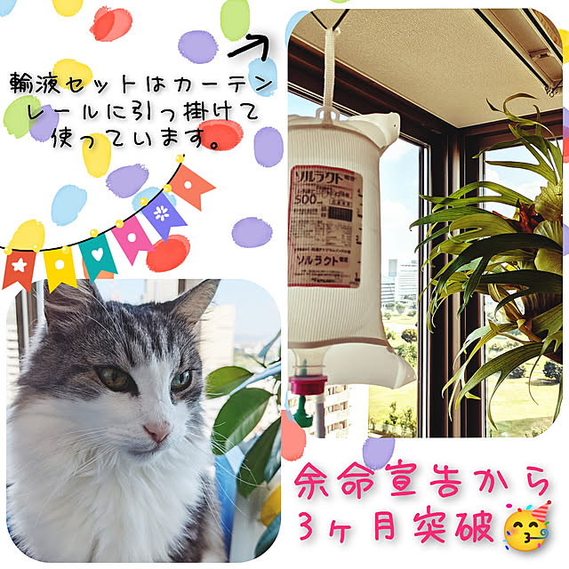 ponさんの実例写真