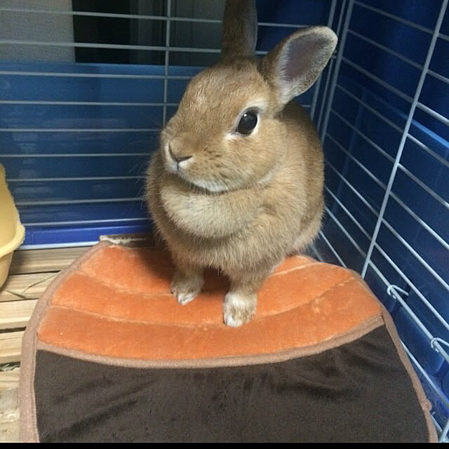 部屋全体/どんぐりマットのインテリア実例 - 2017-12-24 18:43:43