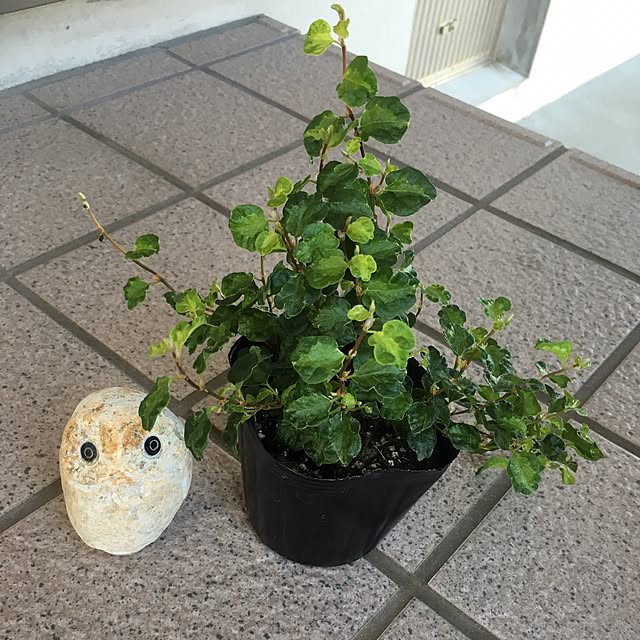 mi.....さんの実例写真