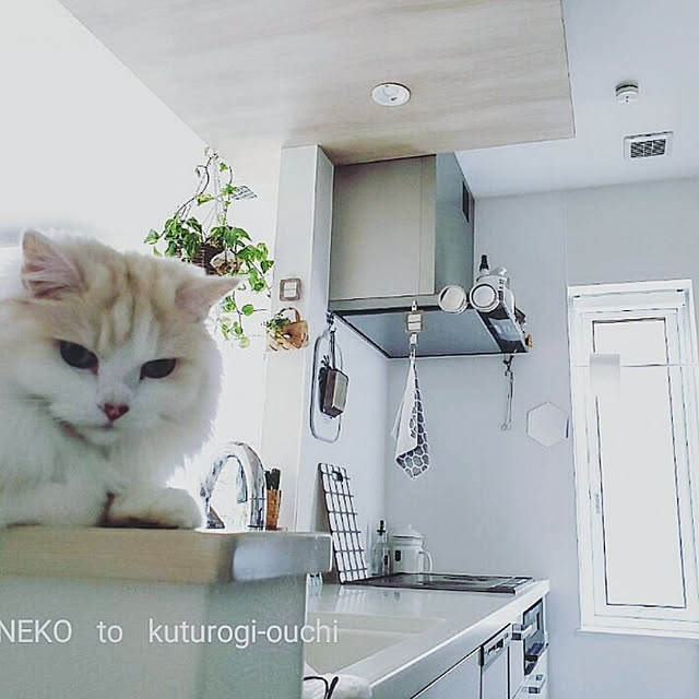 megu.catさんの実例写真