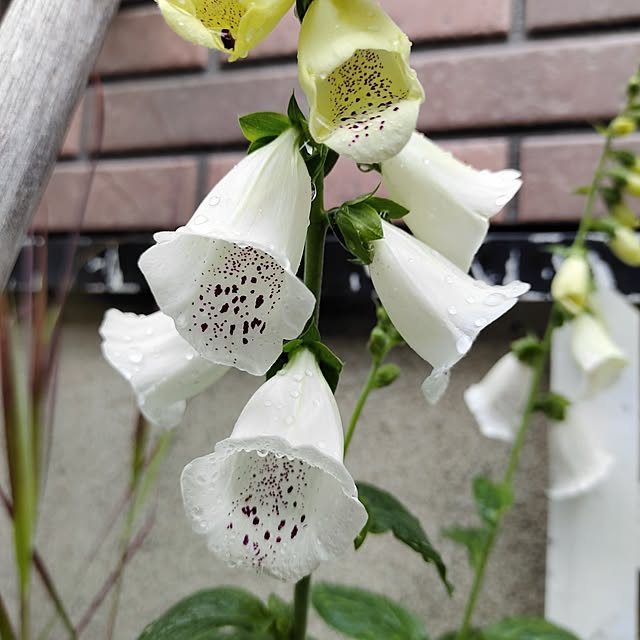 kiraさんの部屋