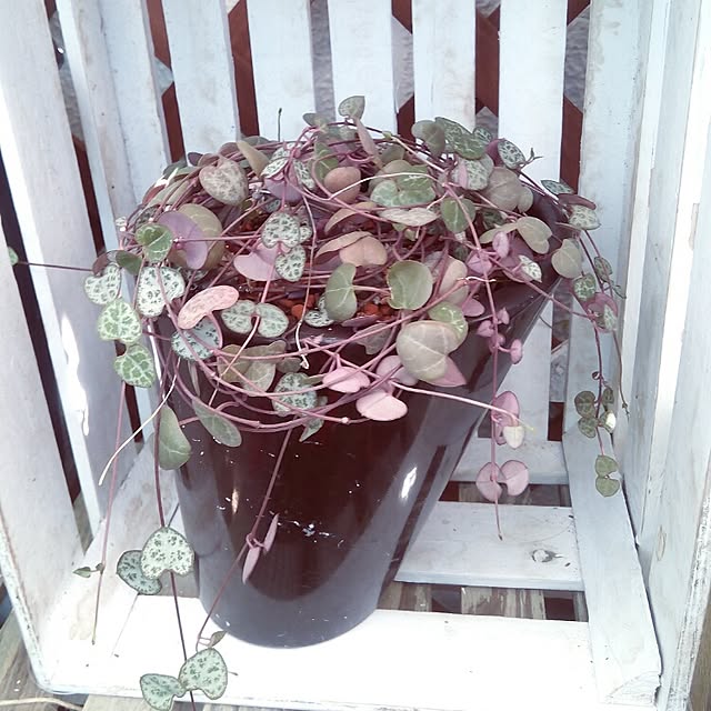 VERANDARJUNさんの実例写真