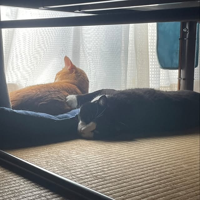koromaroさんの実例写真
