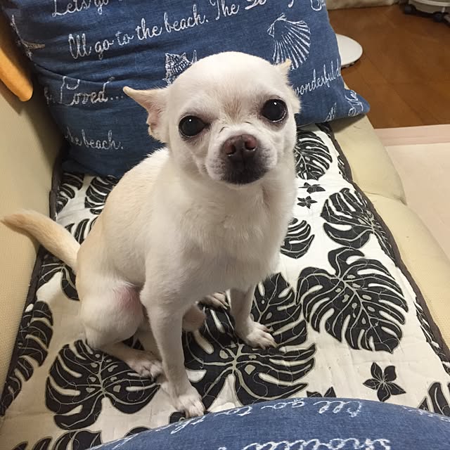 kaochanさんの実例写真