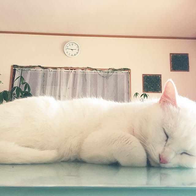 Yukoさんの実例写真