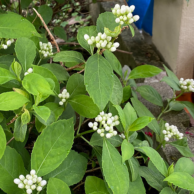 chIoeさんの部屋