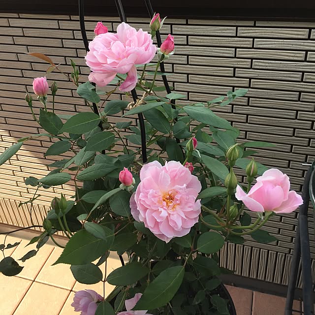 nonさんの実例写真