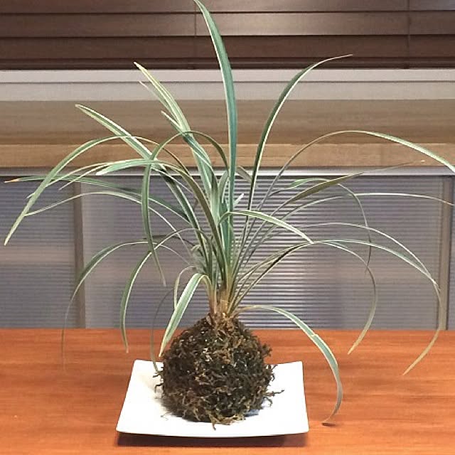 tonericoさんの実例写真