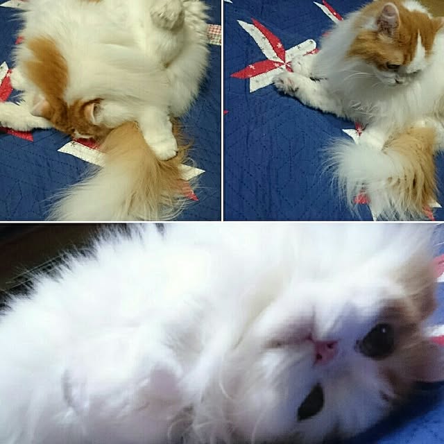 1ldksさんの実例写真