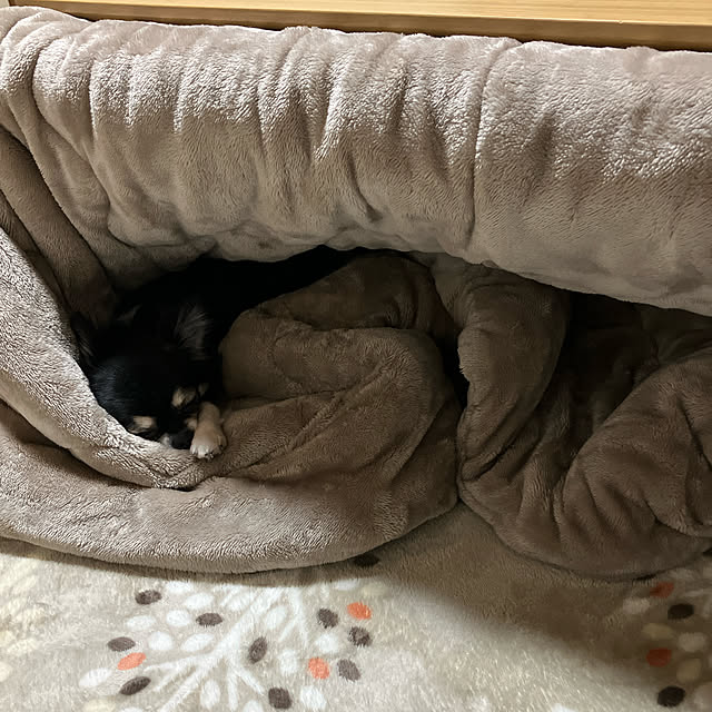 koroさんの実例写真