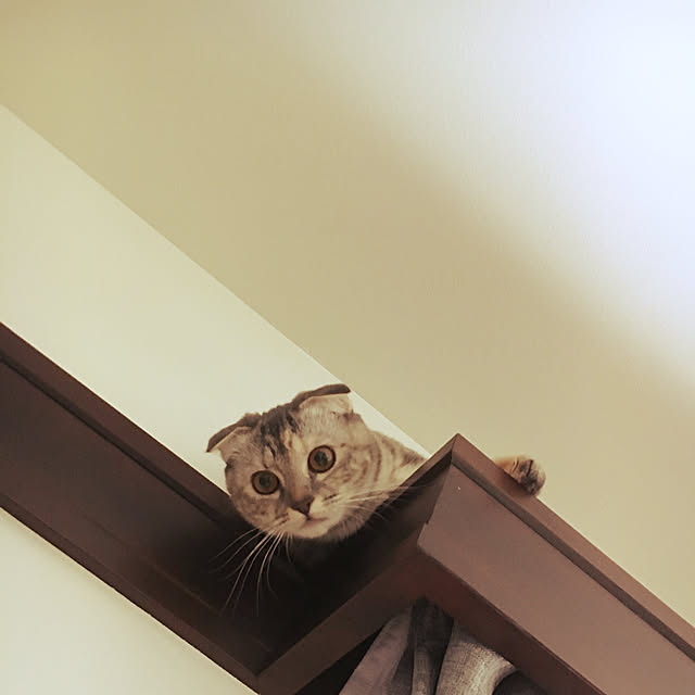 miomioさんの実例写真