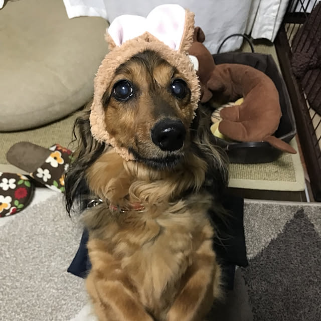 pero0516さんの実例写真