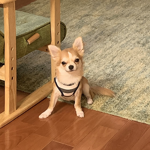 moko7ruiさんの実例写真