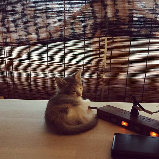 机/ナチュラル/ねこのいる日常/ねこ部/猫...などのインテリア実例 - 2016-01-24 00:15:50