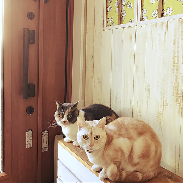 bambi_eyeさんの実例写真