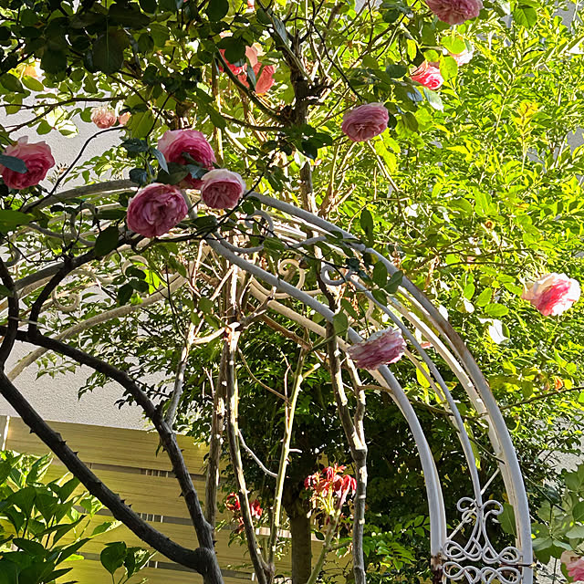 magnoliaさんの部屋