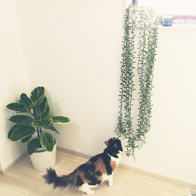 tawashimarukoさんの実例写真